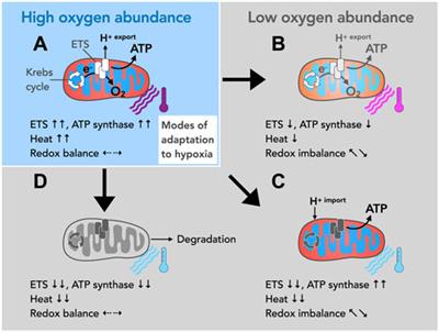 Spatial adjustment of bioenergetics, a possible determinant of contractile adaptation and development of contractile failure